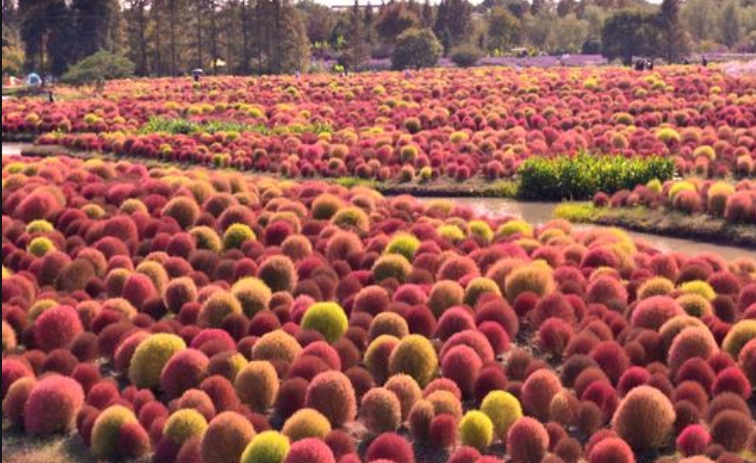 紅葉地膚333333333333.jpg