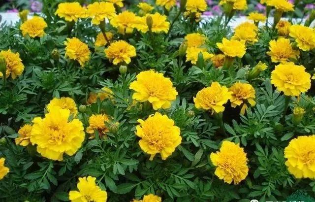 這種花居然叫做孔雀草，一直以為是太陽花呢，這次又長知識了！