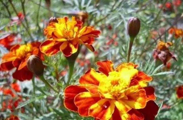 這種花居然叫做孔雀草，一直以為是太陽花呢，這次又長知識了！