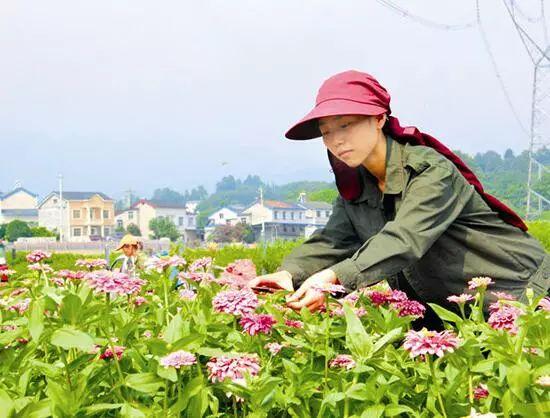 百日草生長(zhǎng)期養(yǎng)護(hù)要點(diǎn)，百日草一年四季的養(yǎng)護(hù)方法