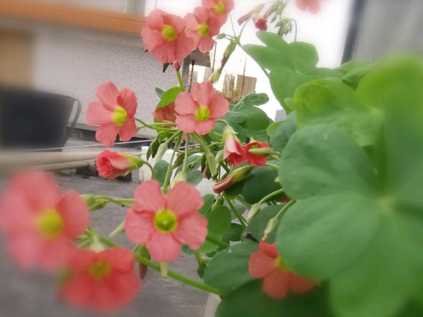 綠葉酢漿草