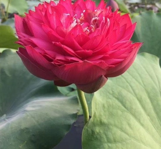 {XKCK603~_GV%CQPTPVCB@I.jpg