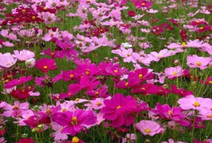 波斯菊111111111111111.jpg