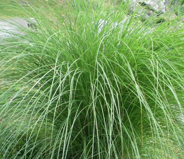 細(xì)葉芒草1_副本.jpg