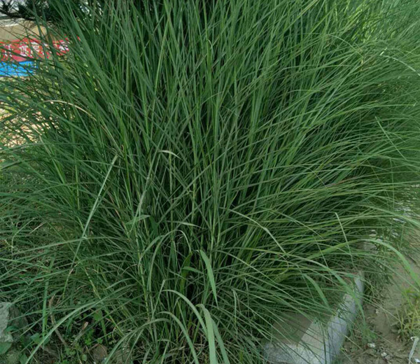 細(xì)葉芒草3_副本.jpg