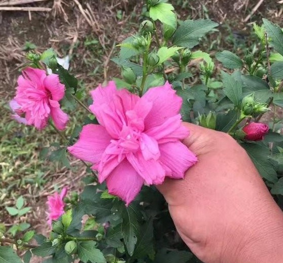 {HA7DN}{)%V7F2SCF)APU65.jpg