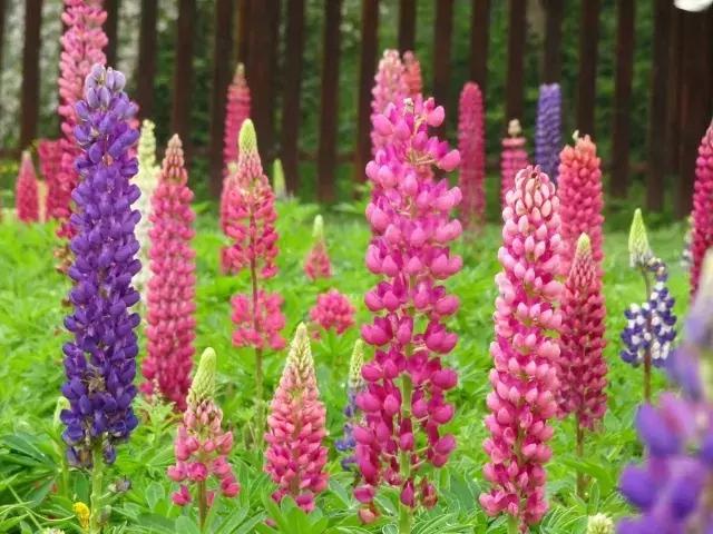 魯冰花繁殖技巧，怎么才能養(yǎng)好魯冰花？
