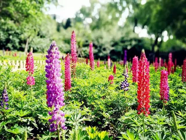 魯冰花繁殖技巧，怎么才能養(yǎng)好魯冰花？