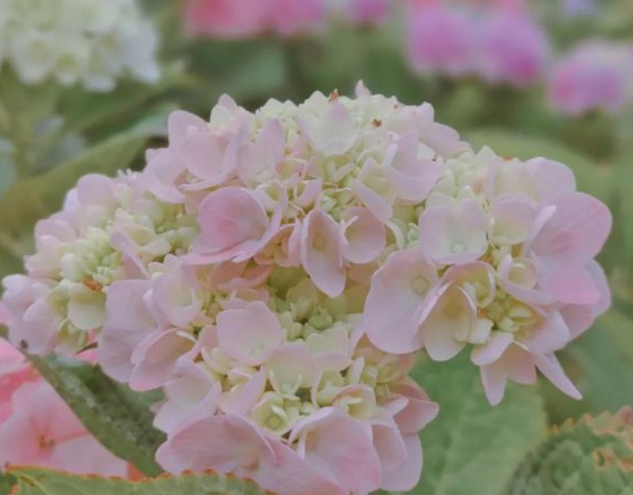 繡球花1.jpg
