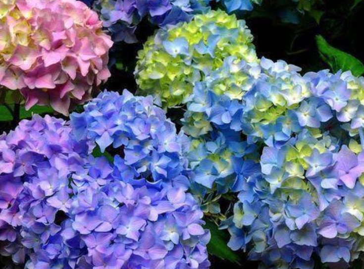 繡球花2.jpg