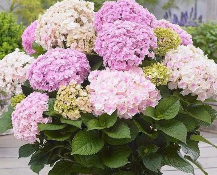 繡球花3.jpg