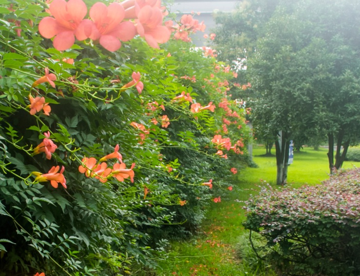 凌霄花1.jpg