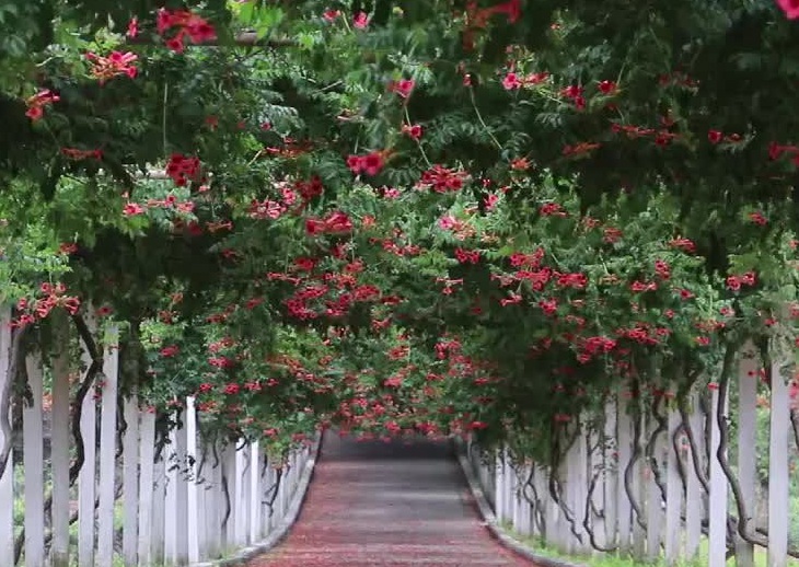 凌霄花3333333.jpg