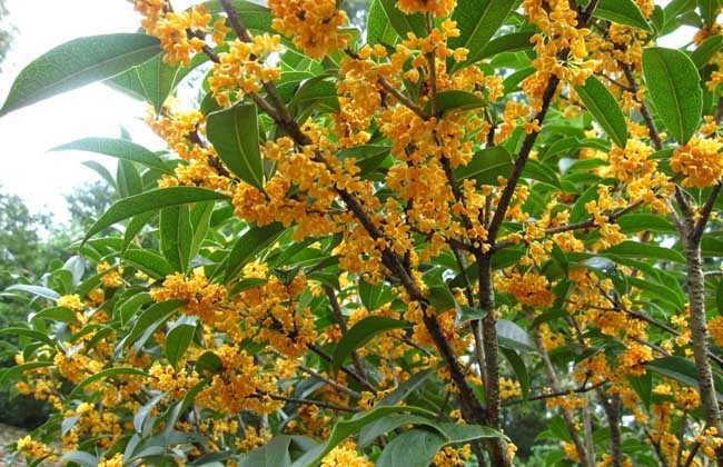 桂花7.jpg