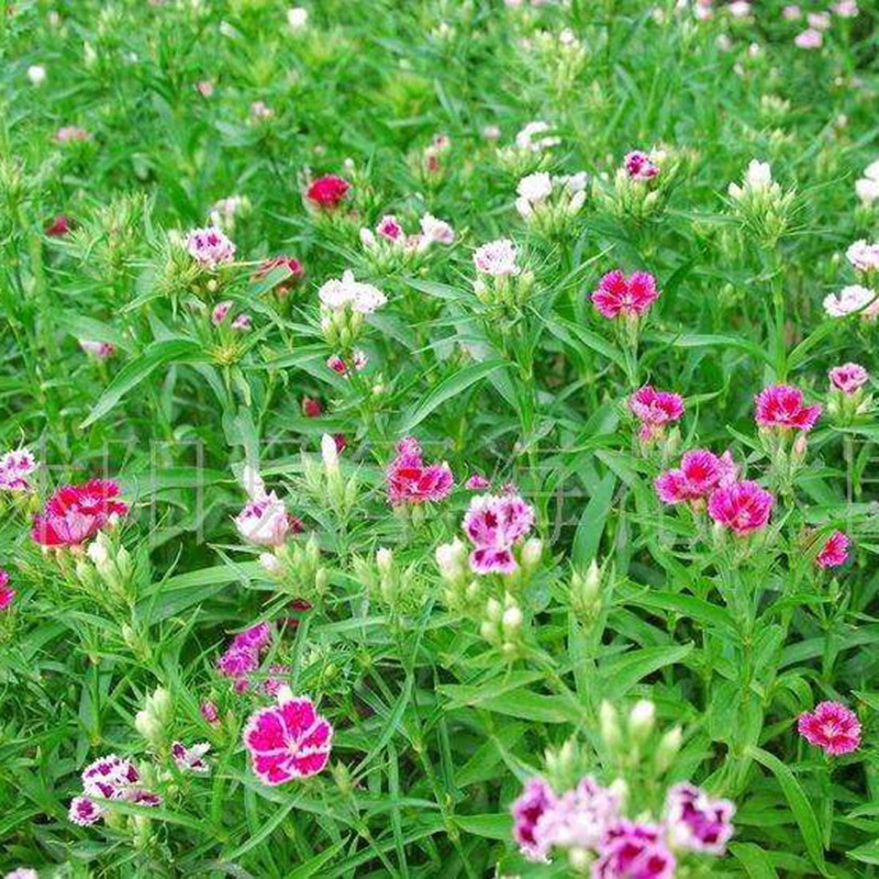 石竹花盆栽的養(yǎng)護管理