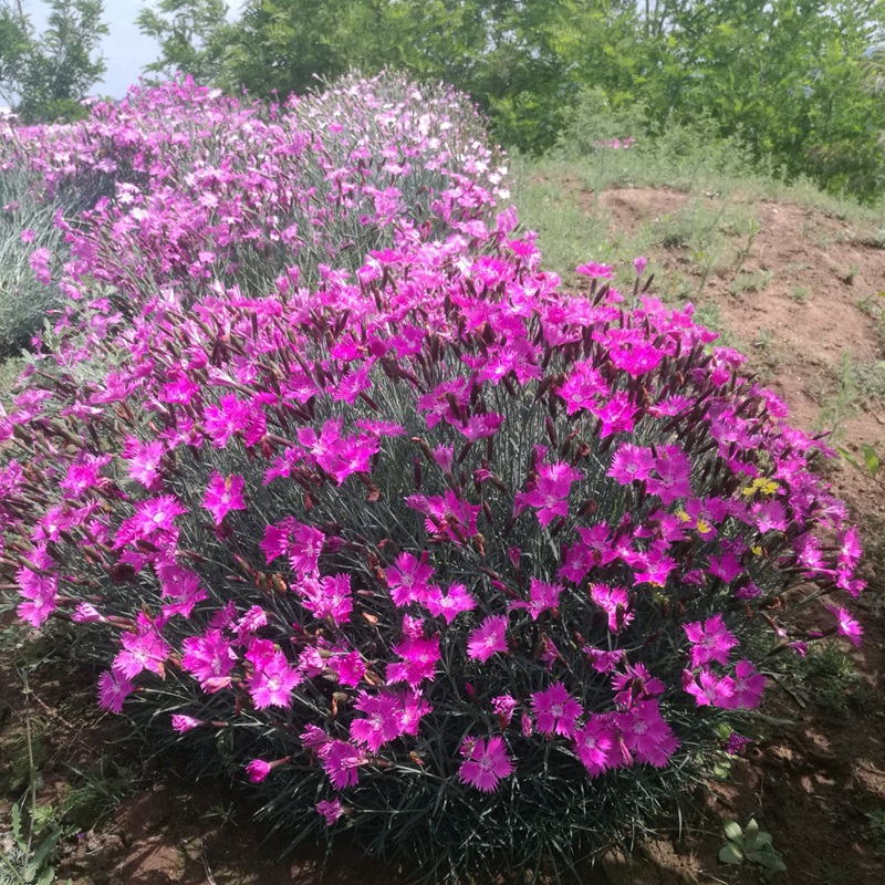 石竹花盆栽的養(yǎng)護管理