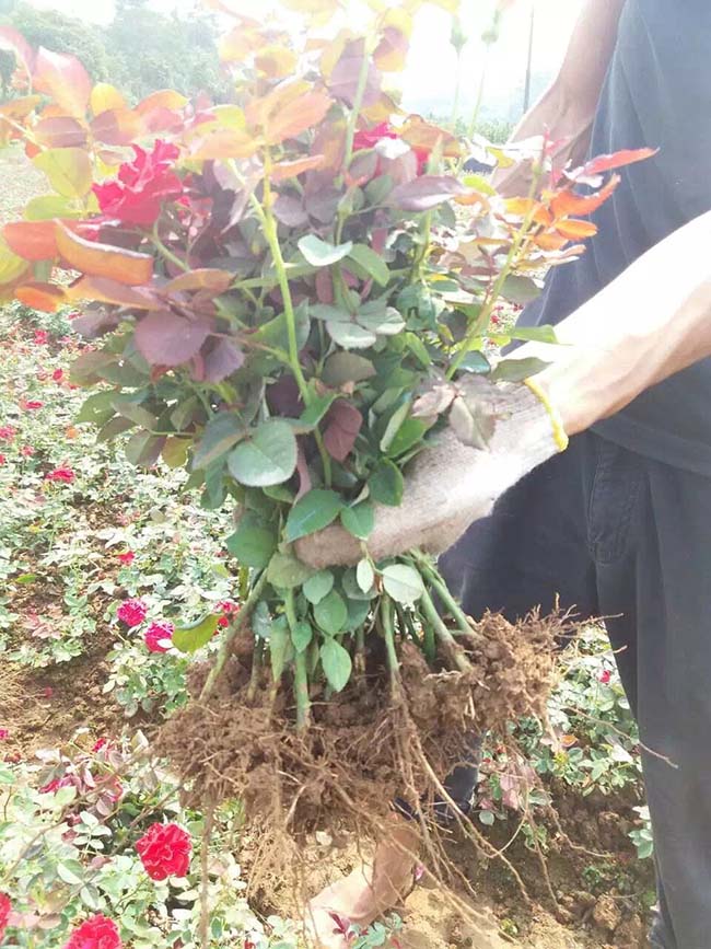 豐花月季