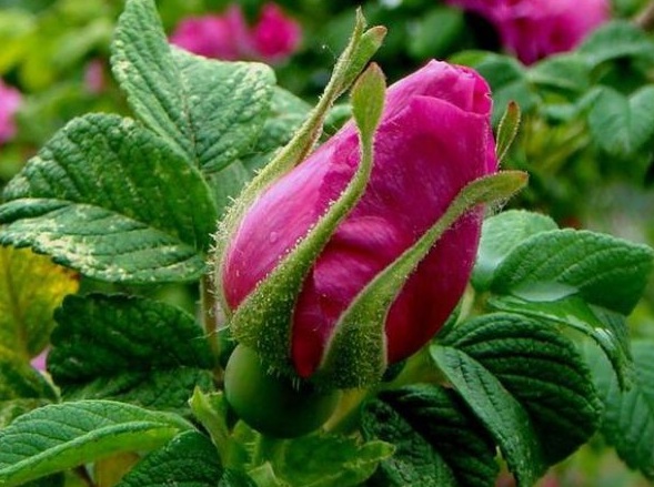 image.jpg