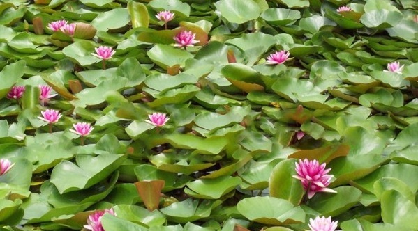 image.jpg