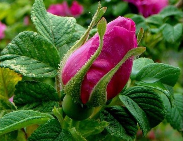 image.jpg