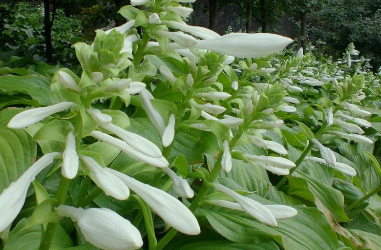 玉簪花.jpg