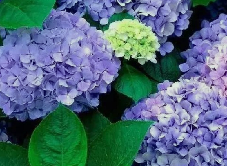 繡球花.jpg