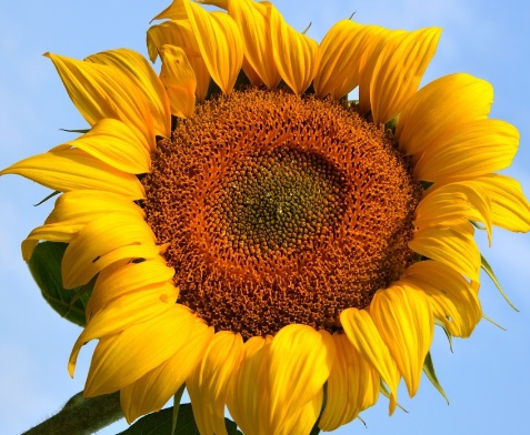 image.jpg