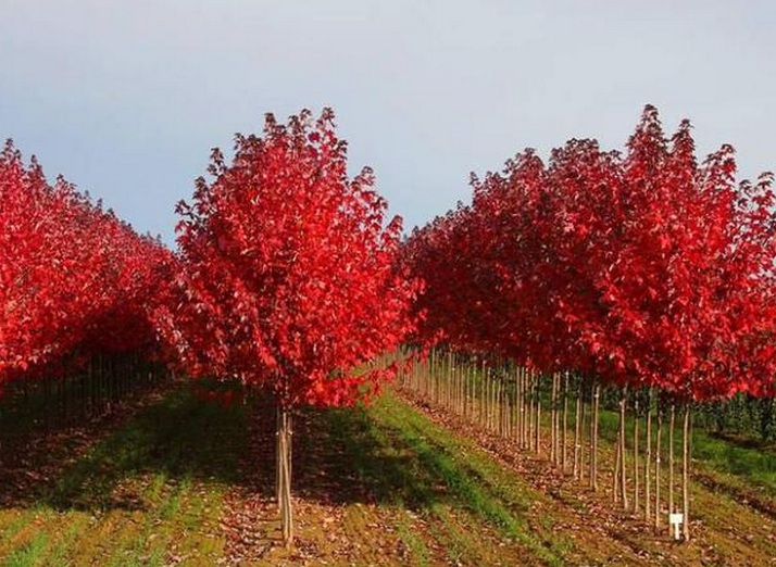 紅楓1.jpg