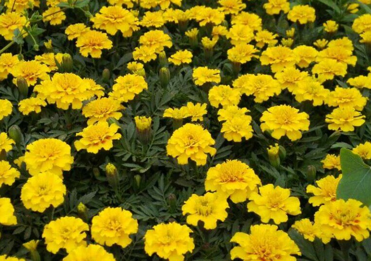 萬壽菊1111111.jpg