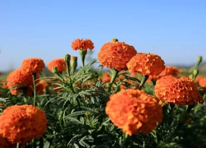 萬壽菊2.jpg