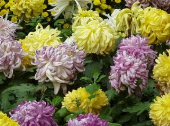 菊花333.jpg