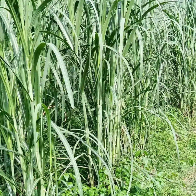 c2bf7354d6f309513e2018befa01ff35_1af23e37b75ae10d185fcf9018e3c29f.jpg