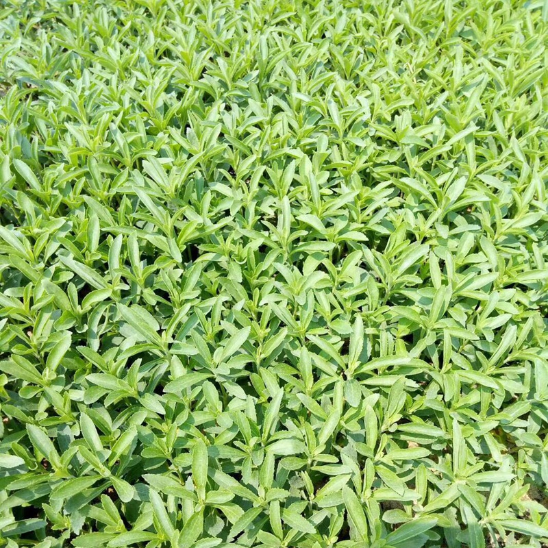 甜葉菊的主要成分與功效作用