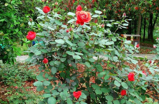 玫瑰花圖片.jpg