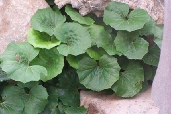 大吳風(fēng)草