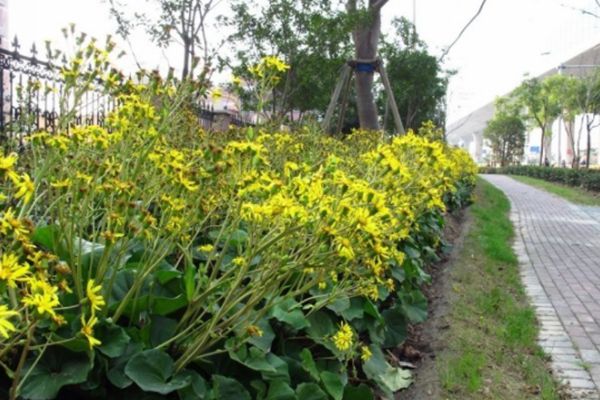 大吳風(fēng)草