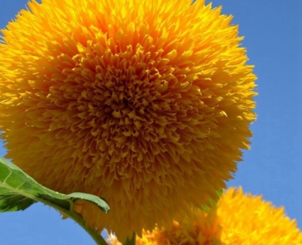 image.jpg