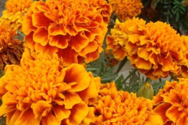 萬(wàn)壽菊