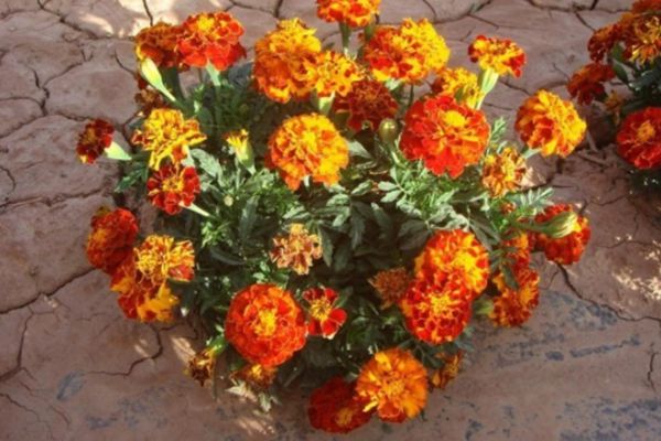 萬(wàn)壽菊