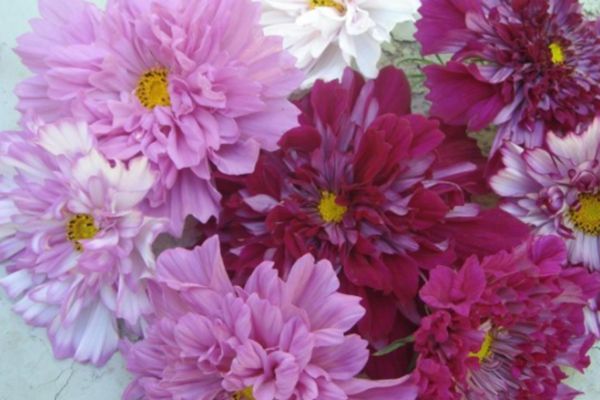 波斯菊