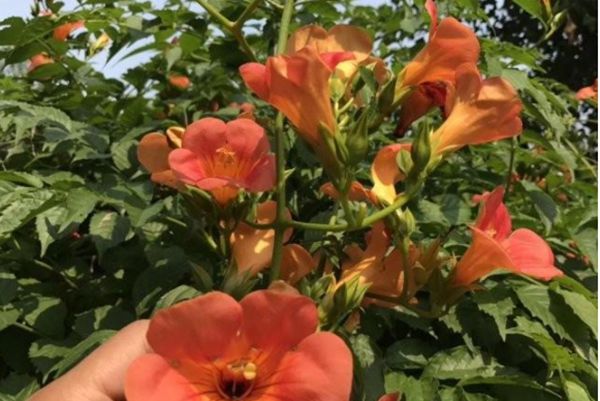 凌霄花