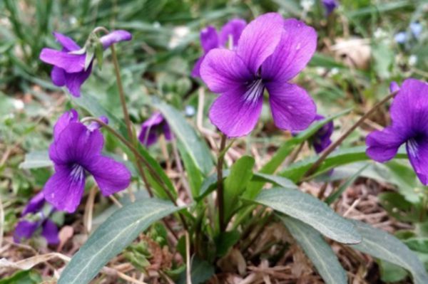 紫花地丁
