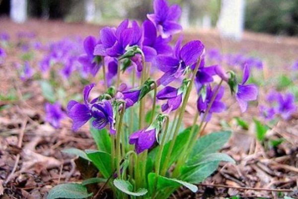 紫花地丁
