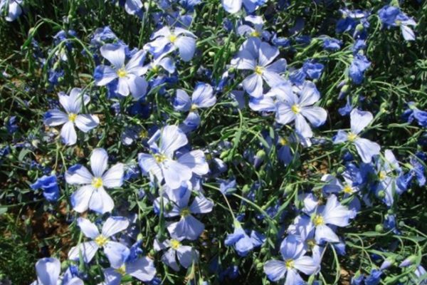 六倍利花