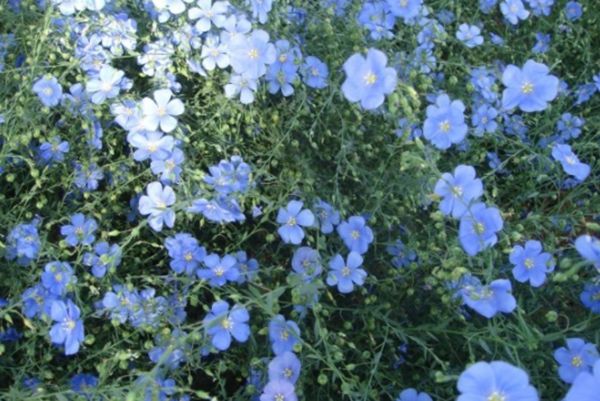 六倍利花