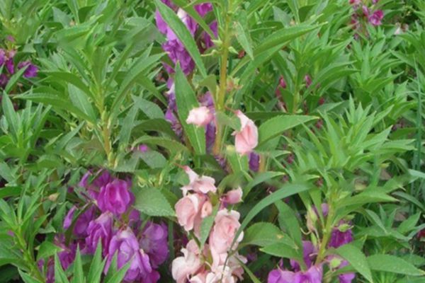 鳳仙花