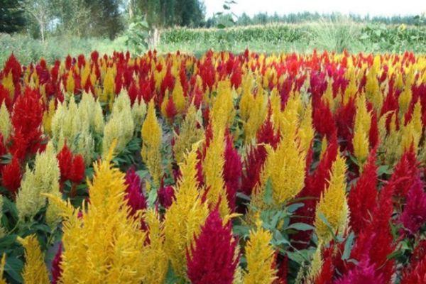 雞冠花