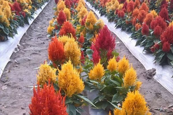 雞冠花