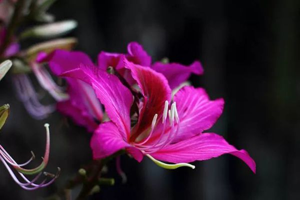 紫荊花
