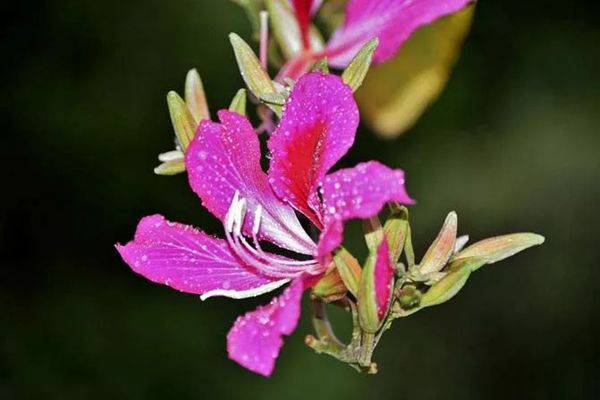 紫荊花